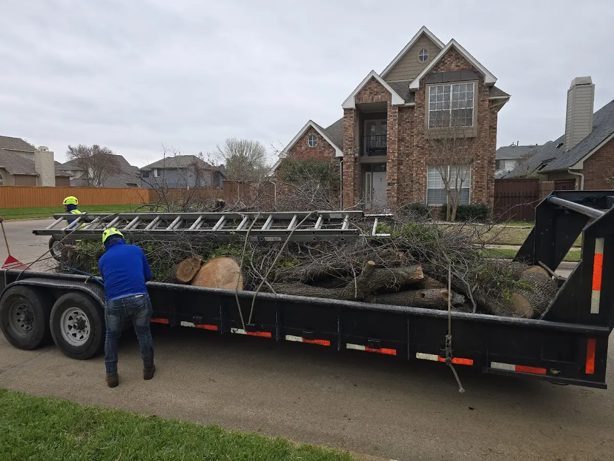 Expert Tree Fertilization with proper safety equipment in Casa Grande